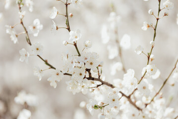 White cherry blossoms in full bloom on a branch with soft sunlight and blurred background creating a gentle spring atmosphere