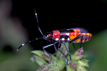 Colourful Insect Side View - Young Dindymus versicolor (Harlequin Bug) Instar