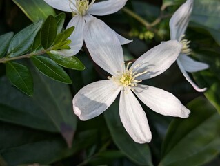 Fototapeta premium Closeup of a Clematis flower