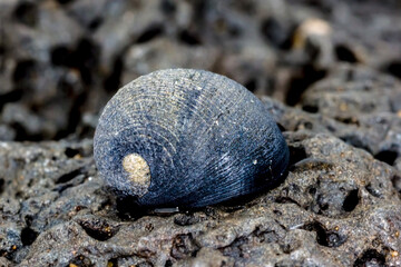 Australian Black Nerite - Nerita atramentosa - shell on intertidal rock