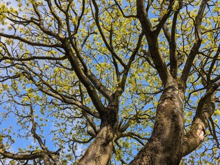 Canopy of a Maple tree (Acer) in spring