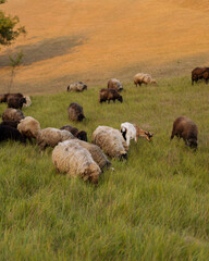 A flock of sheep grazing in a green pasture at sunset