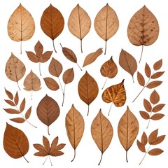 Collection of Dried Brown Autumn Leaves