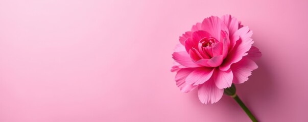 Obraz premium Overhead view of pink carnation blossom on pink background, background, bloom