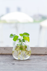 Hydrocotyle umbellata L, Water Pennywort.or ARALIACEAE