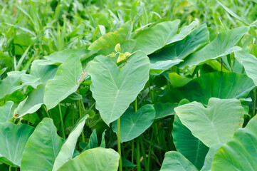 Colocasia esculenta or araceae, Coco Yam or  Dasheen or  Eddoe or Elephant Ear Plant or Taro