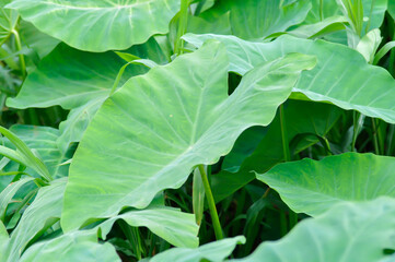 Fototapeta premium Colocasia esculenta or araceae, Coco Yam or Dasheen or Eddoe or Elephant Ear Plant or Taro