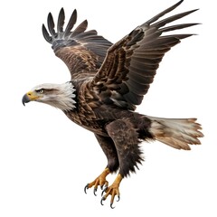 Obraz premium Majestic Bald Eagle in Flight