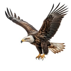 Obraz premium Bald Eagle in Flight
