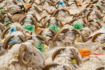 Sheep farm in the Pyrenees mountains. Cheese production in France