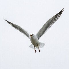 Naklejka premium Seagull isolated and standing in bright light on clean white background 