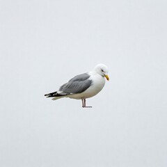 Obraz premium Wild seagull standing still with sharp feather detail on white background 
