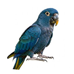 Obraz premium Close-up of a macaw parrot isolated on a white background with vibrant feathers and vivid colors. 