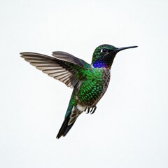 Obraz premium Close-up of a hummingbird isolated on a white background with colorful feathers and hovering in flight. 