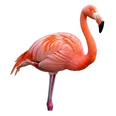 Obraz premium Isolated flamingo on a white background displaying its vibrant pink feathers and elegant stance. 