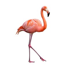 Fototapeta premium Flamingo isolated on white background showcasing its vibrant pink feathers in elegant pose. 