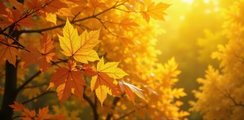 Fototapeta premium Golden yellow leaf gold foil texture on autumn trees , golden leaves, outdoor scenery, fall colors