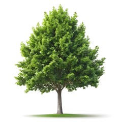Fototapeta premium Isolated Green Deciduous Tree