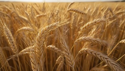 Fototapeta premium Golden Wheat Field at Sunset