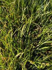 Close-up of vibrant green grass blades in sunlight