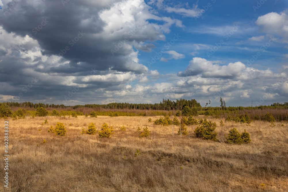 Wall mural a field of trees with a cloudy sky in the background