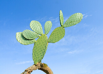 Close up of cactus on background of sky