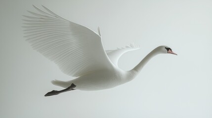 Elegant swan in flight, wings outstretched