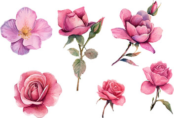 set of pink roses vector