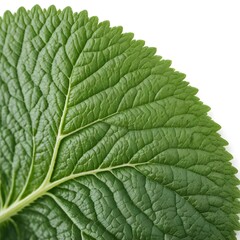 Fototapeta premium Close-up of a Green Leaf Texture