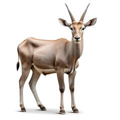 Obraz premium Eland Antelope Isolated on White Background
