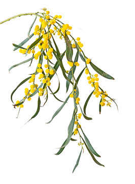 Close up of Acacia saligna