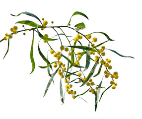 Close up of Acacia saligna