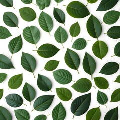 Green Leaf Pattern on White Background