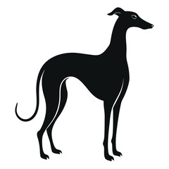 Fototapeta premium howling greyhound silhouette on white background 