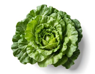 Fototapeta premium Fresh Green Lettuce Head