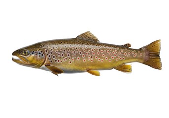 Isolated brown trout fish close up side view isolated on white background