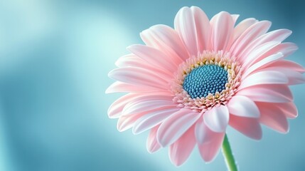 Obraz premium Pink gerbera flower blooming with light blue background and copy space