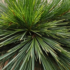 Obraz premium Close-up of Pine Needles