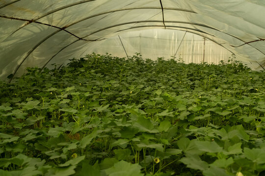 Okra Plants Flowering Inside Plastic Greenhouse Agriculture Farm