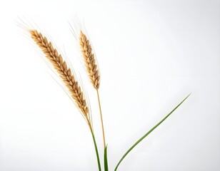 Fototapeta premium Two Stalks of Wheat on White Background