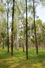 Fresh natural of pine tree and grass lawn in forest