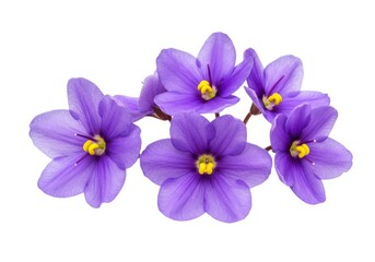 Fototapeta premium Violet flowers floral blossom isolated spring bloom petals isolated on white background