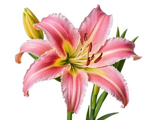 Naklejka premium Pink Lily Flower