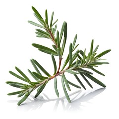Obraz premium Fresh Rosemary Sprig Isolated on White