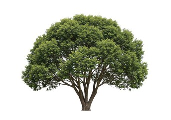 Fototapeta premium Isolated tree foliage green nature plant trunk branches isolated on white background