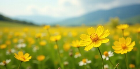 Fototapeta premium Vibrant yellow blooms amidst wildflowers in a vast open meadow, bloom, field, wildflower
