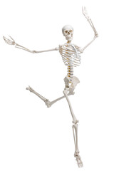 Artificial human skeleton model isolated on white