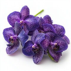 purple vanda orchids.