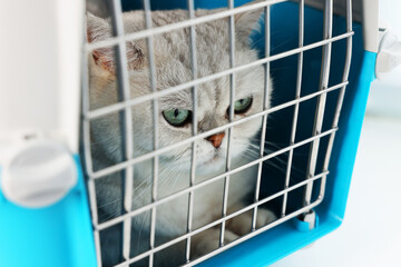 Cute cat in pet carrier, closeup. Adorable animal
