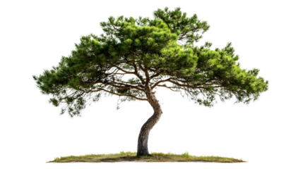 Pine Tree Isolated on Transparent Background - High-Quality Image for Creative Projects